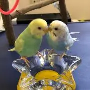 くんたんの画像