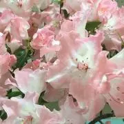 パパイヤの画像
