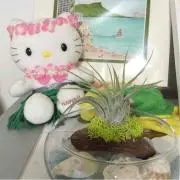 アロハてんこの画像