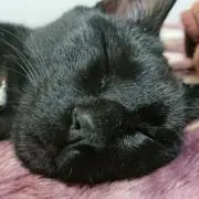 よーだ