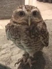 サンの画像
