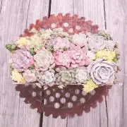 momo✳*多肉植物のお店*✳