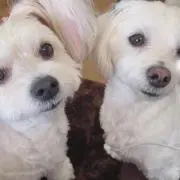 はなちゃんの画像
