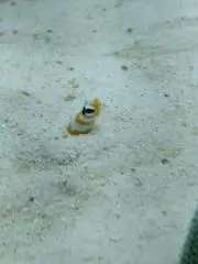 TS