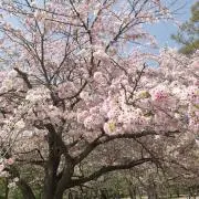 みーの画像