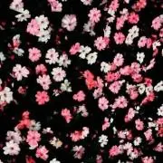 りんごの画像
