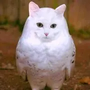 すず