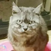ブリティッシュ