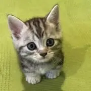 なな
