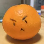 YoYoの画像