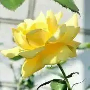 HIROPYの画像