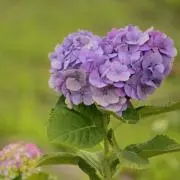 camの画像
