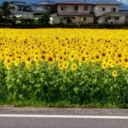 まゆの画像