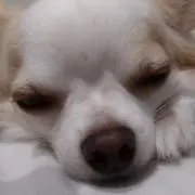 森やん