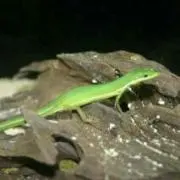 ジュンミー