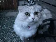 mikomama