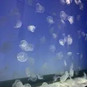 ☆あんぱんにゃん☆の画像