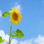 ひまわりの画像