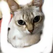 とらえもんの画像