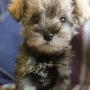 *elmo*の画像