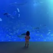 はの画像