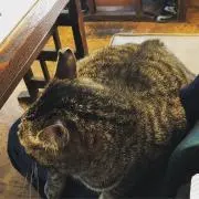 saの画像