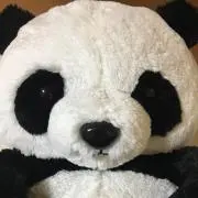 kaiの画像