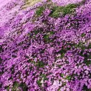 ゆきのしんの画像
