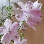 Hanameganeの画像