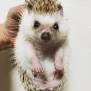 こちょこちょの画像