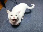 白猫の叫びの画像