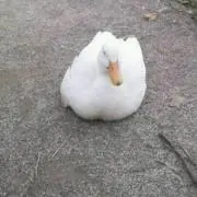 まゆみ(^^)断捨離中の画像