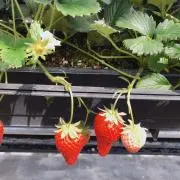 りりんの画像