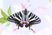 湊みや サイン入り ブロマイド 直筆 - メルカリ