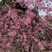 さくらふぶきの画像