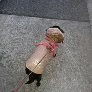 あきゃの画像