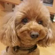 ばぶーの画像