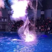 黒　※プロフ必読※ 発送時メッセージの画像