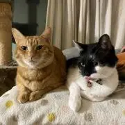 モリエの画像