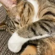 しょうゆ
