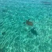 みるみるの画像