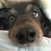 Oribの画像
