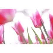 ゆうゆ@24時間以内に返信します！！の画像