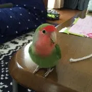 サル（即購入NG、コメ逃げNG）の画像