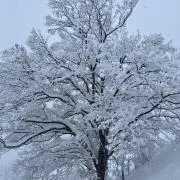 タナカ