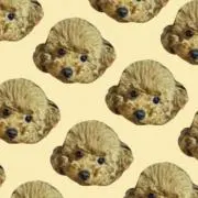 cfnanamisa