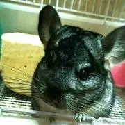 やまっち