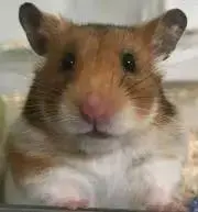 ココナッツミルクの画像