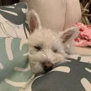 ガネーシャ