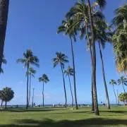 RINGOの画像